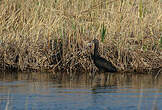 Ibis falcinelle