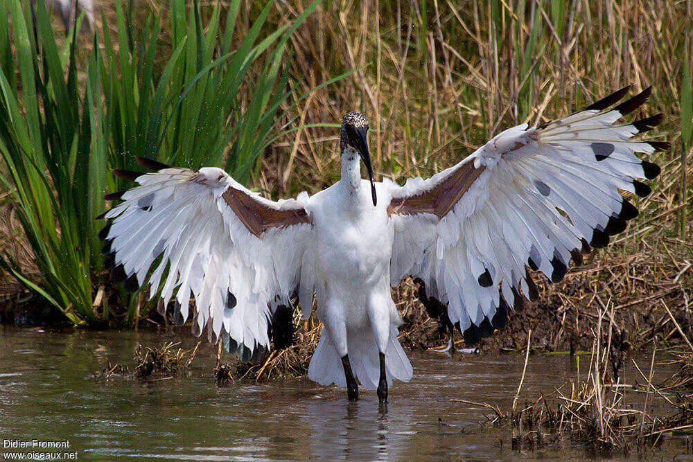 African Sacred Ibisadult post breeding, aspect