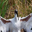 Ibis sacré