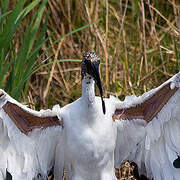 African Sacred Ibis