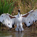 Ibis sacré