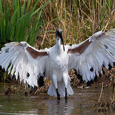 Ibis sacré