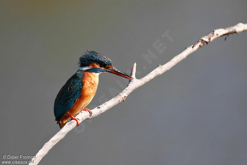 Common Kingfisher, fishing/hunting