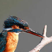 Common Kingfisher