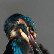 Common Kingfisher