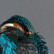 Common Kingfisher