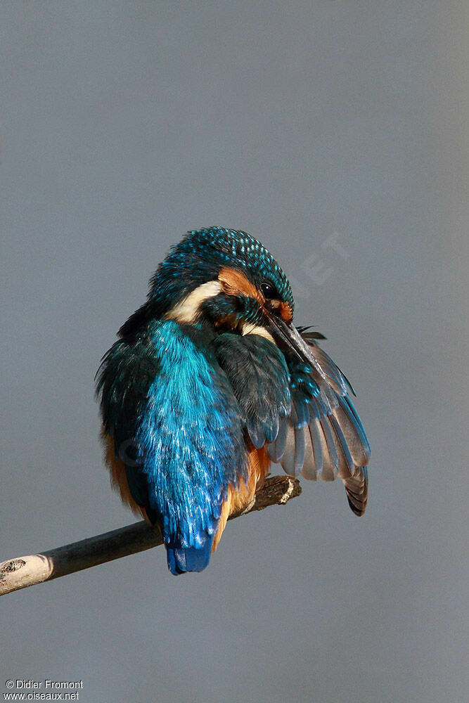 Common Kingfisher