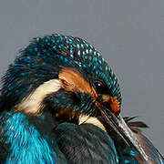 Common Kingfisher