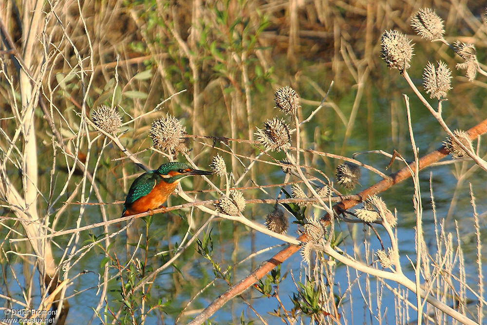 Common Kingfisher