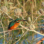 Common Kingfisher