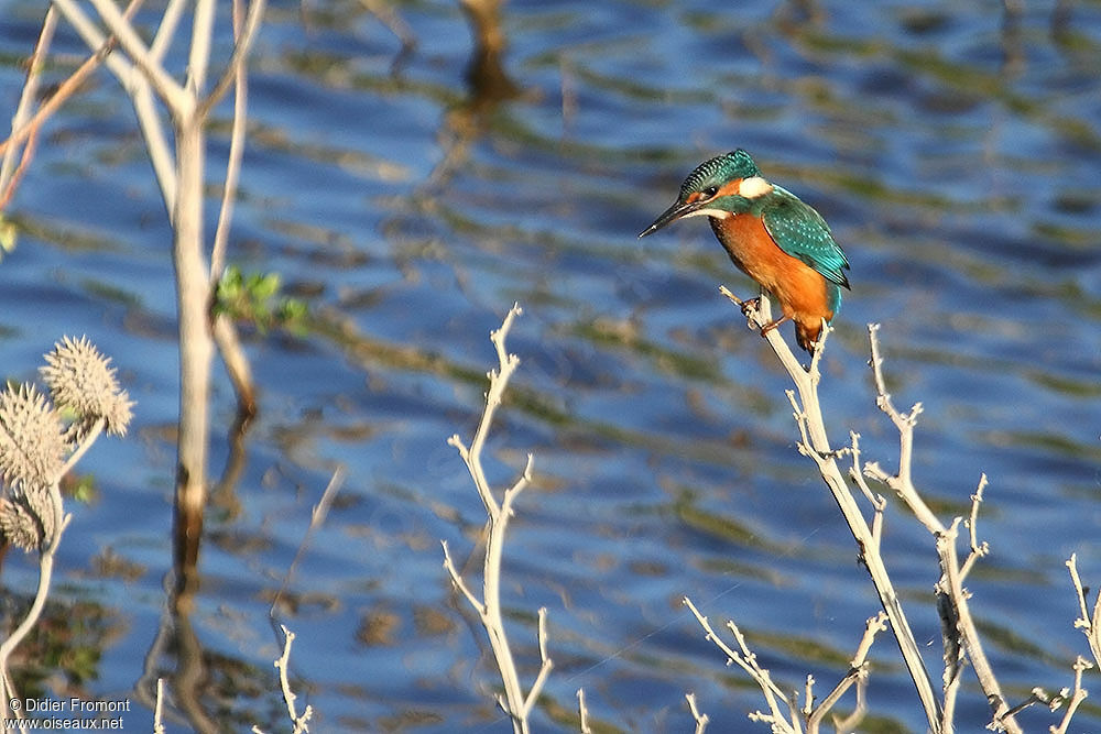 Common Kingfisher