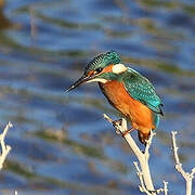 Common Kingfisher