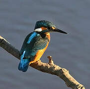 Common Kingfisher