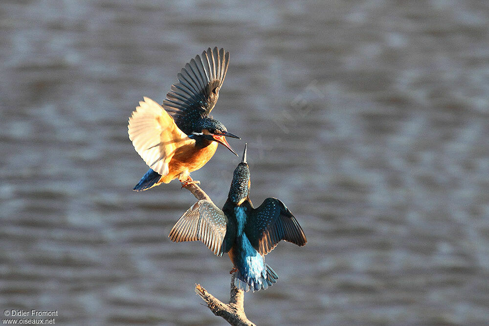 Common Kingfisher