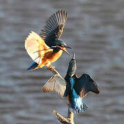 Common Kingfisher