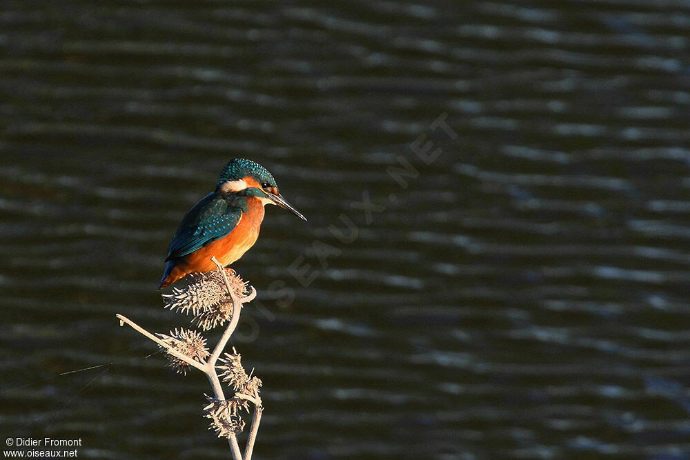 Common Kingfisher