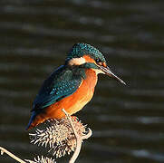 Common Kingfisher