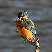 Common Kingfisher