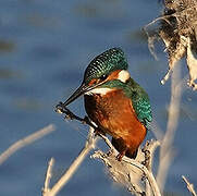 Common Kingfisher