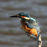 Common Kingfisher