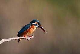 Common Kingfisher