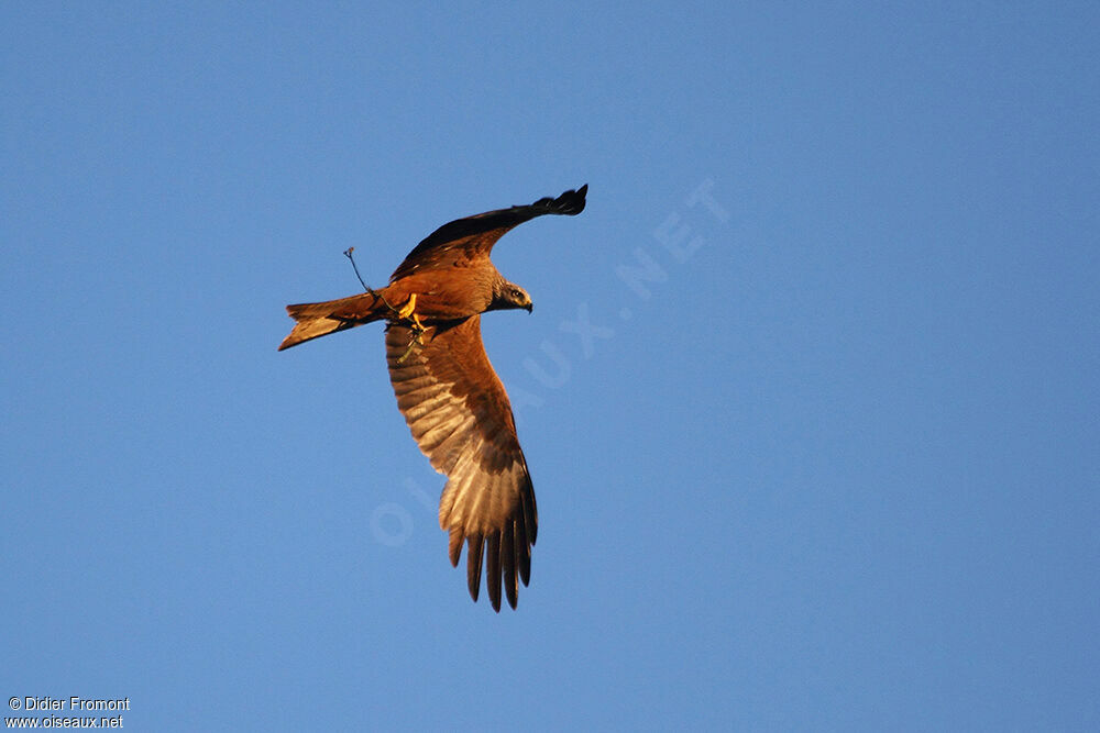 Black Kite