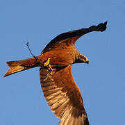 Black Kite