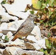 Common Rock Thrush