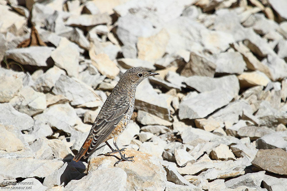 Common Rock Thrush