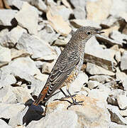 Common Rock Thrush