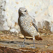 Common Rock Thrush