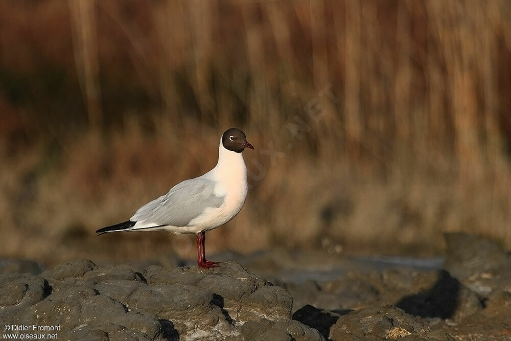 Mouette rieuse