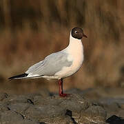 Mouette rieuse