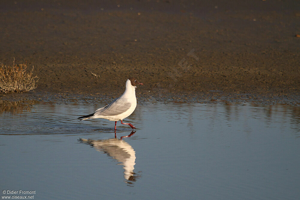 Black-headed Gull