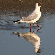 Mouette rieuse