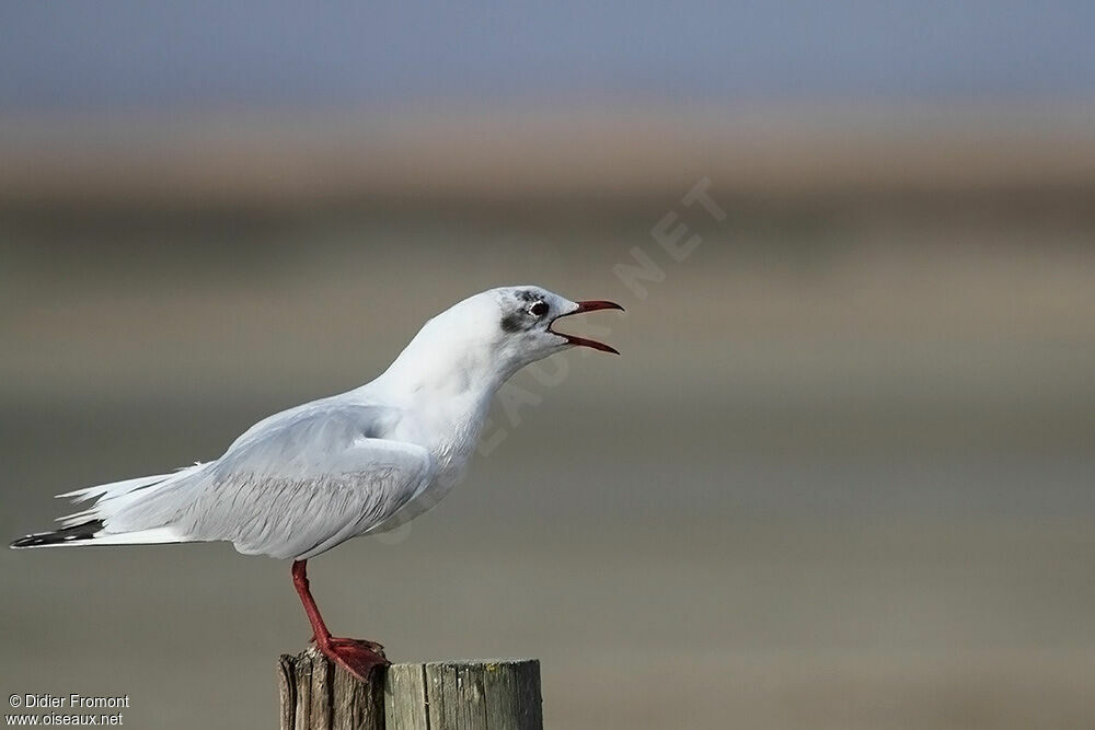 Mouette rieuse