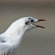 Mouette rieuse