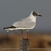 Mouette rieuse