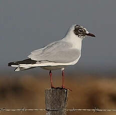 Mouette rieuse