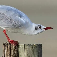 Mouette rieuse