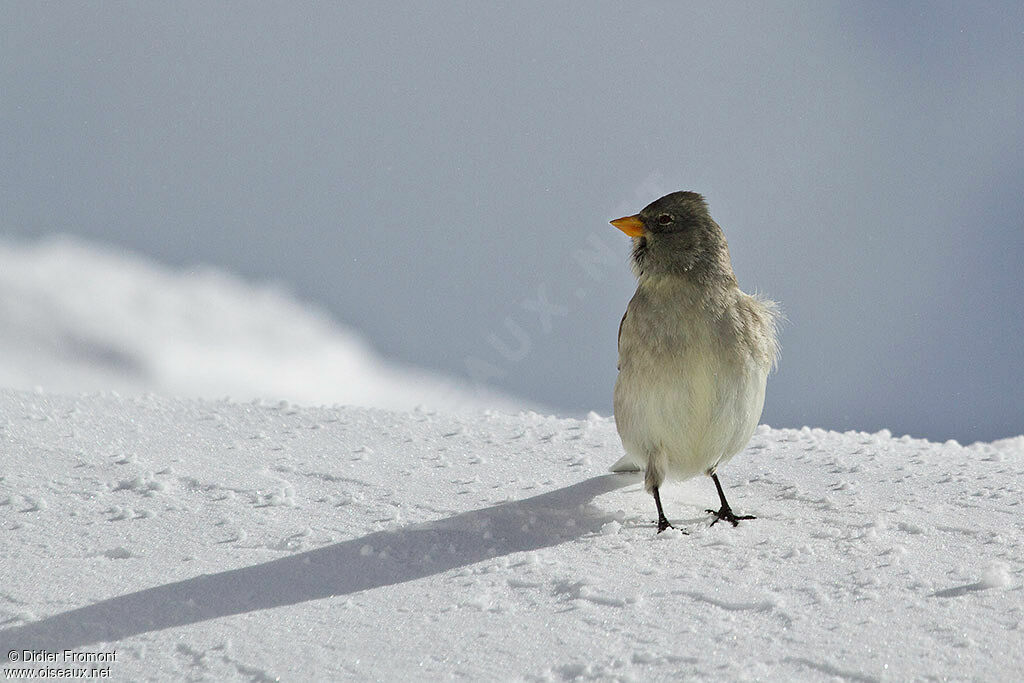 White-winged Snowfinch