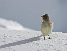 White-winged Snowfinch