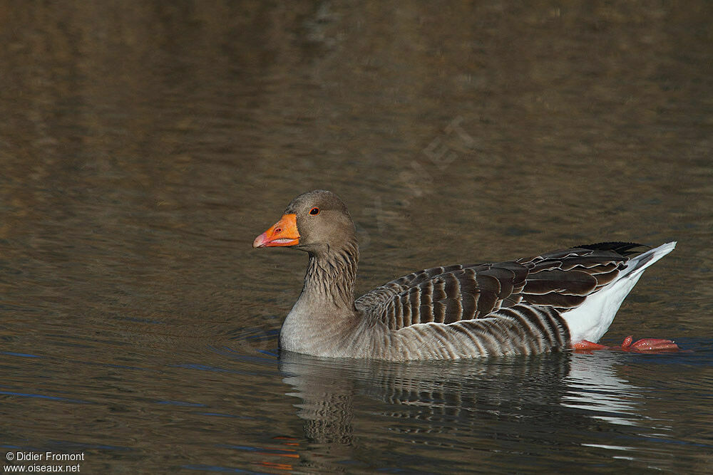 Greylag Goose