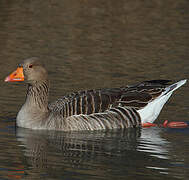 Greylag Goose