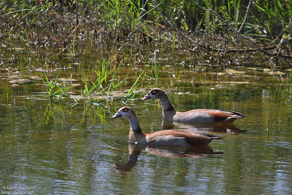 Egyptian Goose