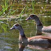 Egyptian Goose