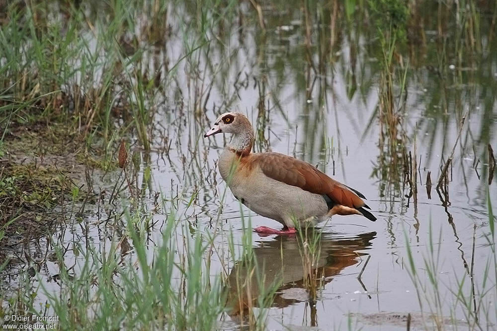 Egyptian Goose