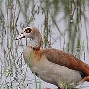 Egyptian Goose