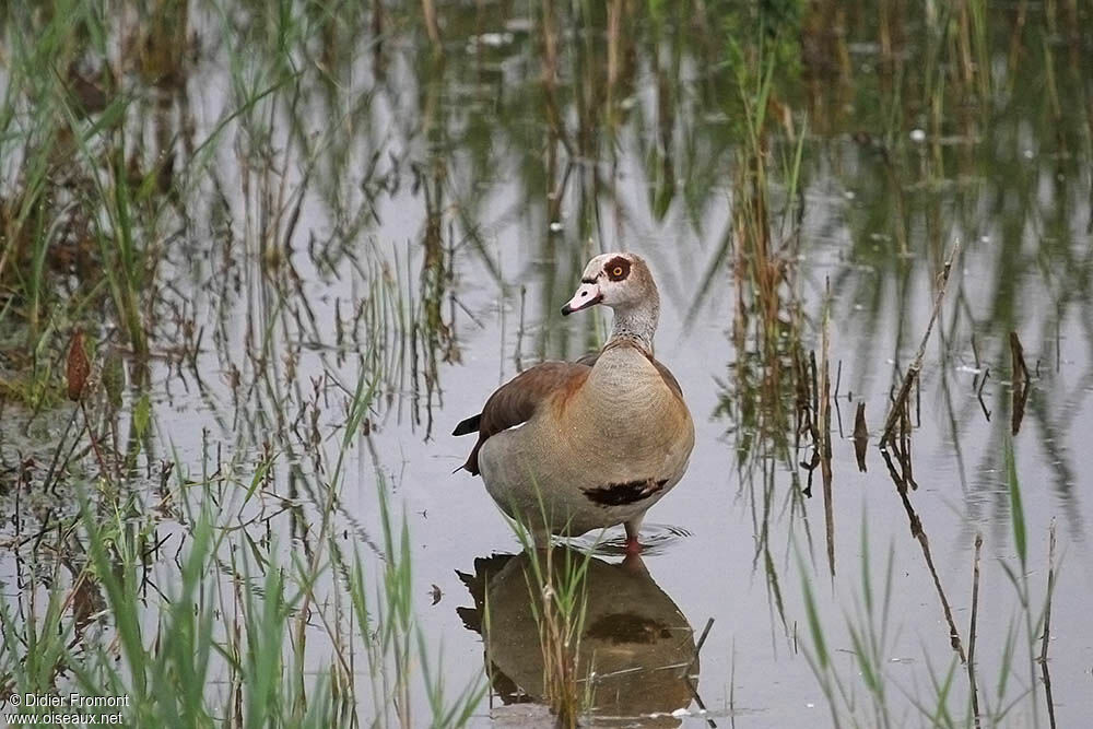 Egyptian Goose