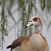 Egyptian Goose